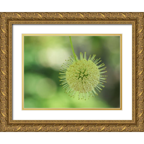 Cephalanthus Occidentalis Gold Ornate Wood Framed Art Print with Double Matting by Bonin, Suzanne