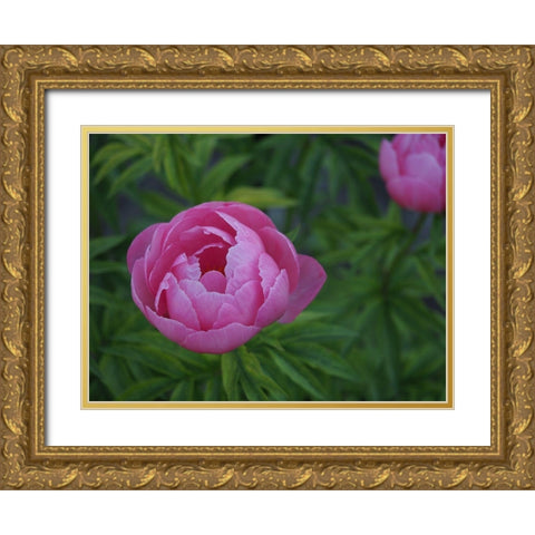 Chinese Peony Gold Ornate Wood Framed Art Print with Double Matting by Bonin, Suzanne