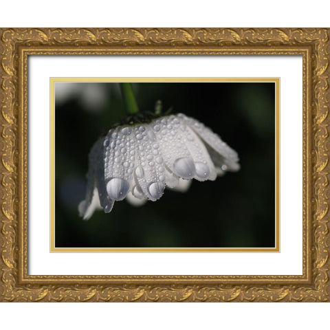 Daisy With Droplets Gold Ornate Wood Framed Art Print with Double Matting by Bonin, Suzanne