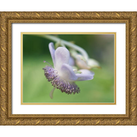 False Hydrangea Gold Ornate Wood Framed Art Print with Double Matting by Bonin, Suzanne