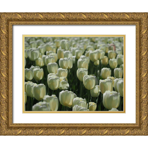 Field Of White Tulips Gold Ornate Wood Framed Art Print with Double Matting by Bonin, Suzanne