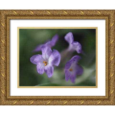 Lavender Gold Ornate Wood Framed Art Print with Double Matting by Bonin, Suzanne