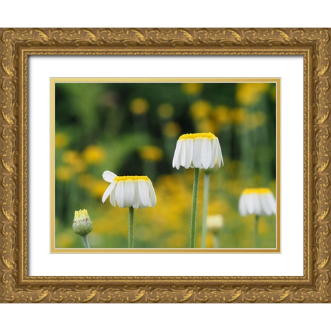 Lawn Daisies Gold Ornate Wood Framed Art Print with Double Matting by Bonin, Suzanne