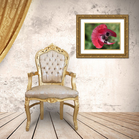 Opium Poppy Gold Ornate Wood Framed Art Print with Double Matting by Bonin, Suzanne