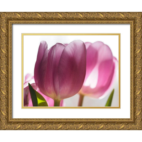 Pink Tulips Gold Ornate Wood Framed Art Print with Double Matting by Bonin, Suzanne