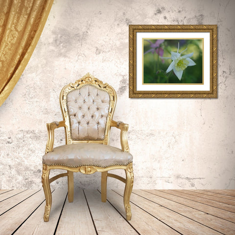 White Columbine Gold Ornate Wood Framed Art Print with Double Matting by Bonin, Suzanne