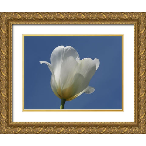 White Tulip Blue Sky Gold Ornate Wood Framed Art Print with Double Matting by Bonin, Suzanne