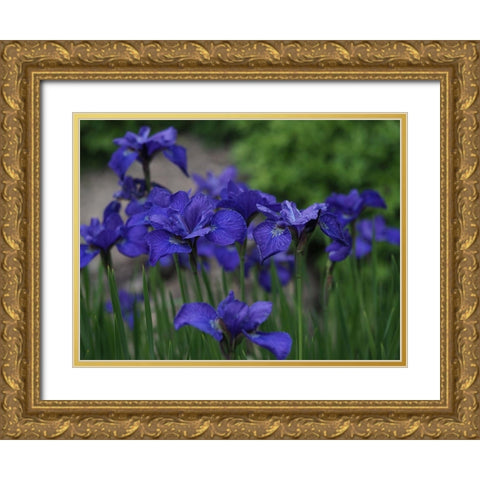 Blue Ones Gold Ornate Wood Framed Art Print with Double Matting by Bonin, Suzanne