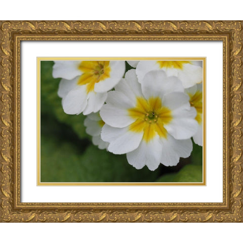 Buttercups Gold Ornate Wood Framed Art Print with Double Matting by Bonin, Suzanne