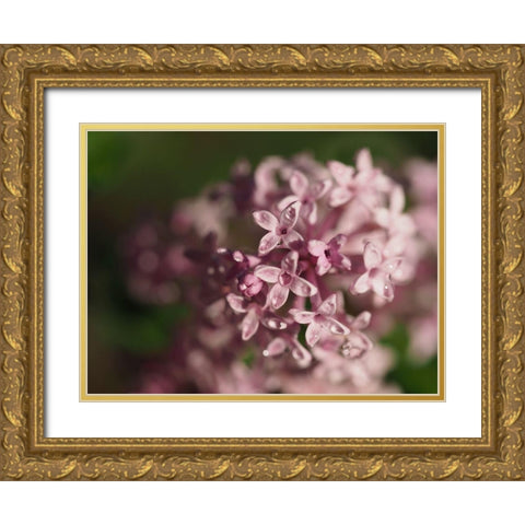 Delicate Beauties Gold Ornate Wood Framed Art Print with Double Matting by Bonin, Suzanne