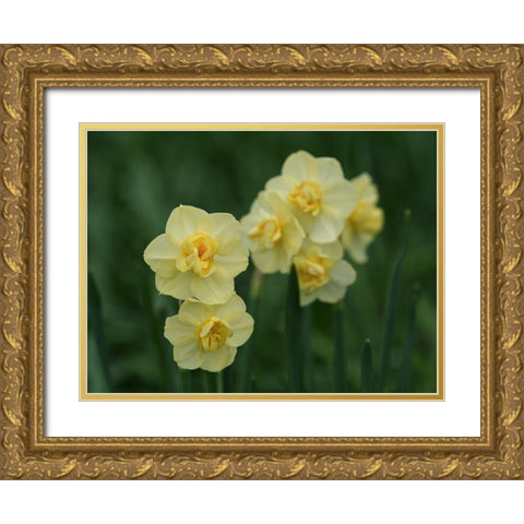 Double Daffodils Gold Ornate Wood Framed Art Print with Double Matting by Bonin, Suzanne