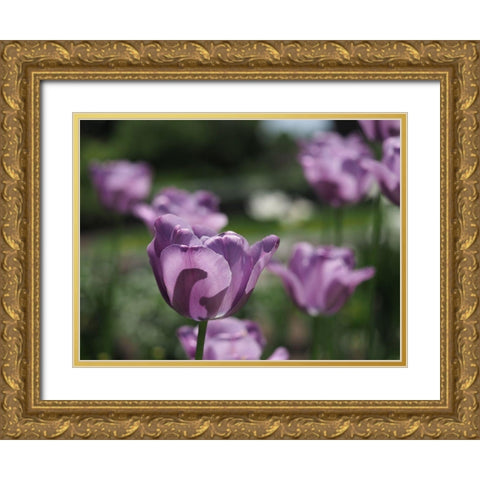 Field Of Dreams Gold Ornate Wood Framed Art Print with Double Matting by Bonin, Suzanne