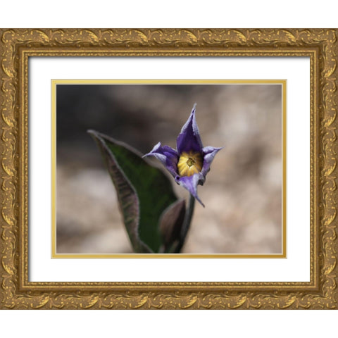 Fuzzy Beauty Gold Ornate Wood Framed Art Print with Double Matting by Bonin, Suzanne