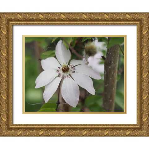 Hidden Beauty Gold Ornate Wood Framed Art Print with Double Matting by Bonin, Suzanne