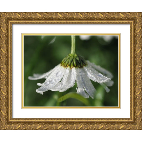 Hidden Treasure Gold Ornate Wood Framed Art Print with Double Matting by Bonin, Suzanne