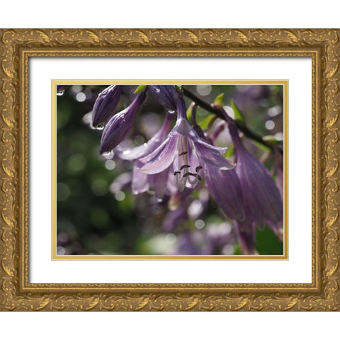 Into The Wild Gold Ornate Wood Framed Art Print with Double Matting by Bonin, Suzanne