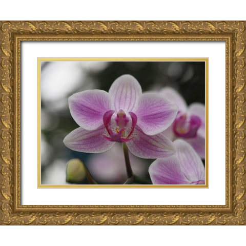 Little Blue Bird Gold Ornate Wood Framed Art Print with Double Matting by Bonin, Suzanne