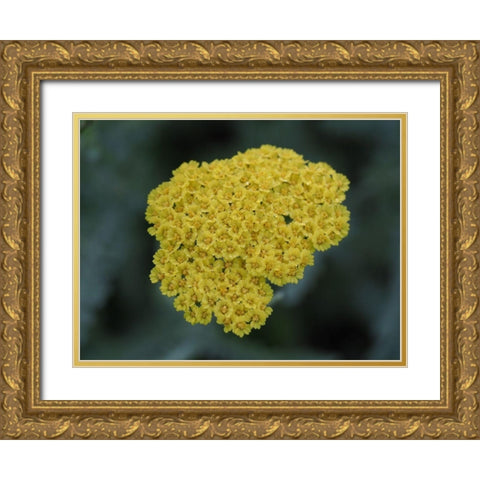 Morning Dew Gold Ornate Wood Framed Art Print with Double Matting by Bonin, Suzanne