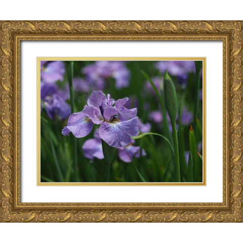 Purple One Gold Ornate Wood Framed Art Print with Double Matting by Bonin, Suzanne