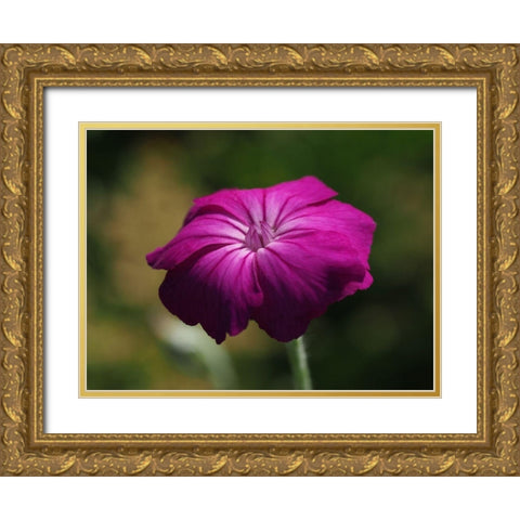 Rose Campion Gold Ornate Wood Framed Art Print with Double Matting by Bonin, Suzanne
