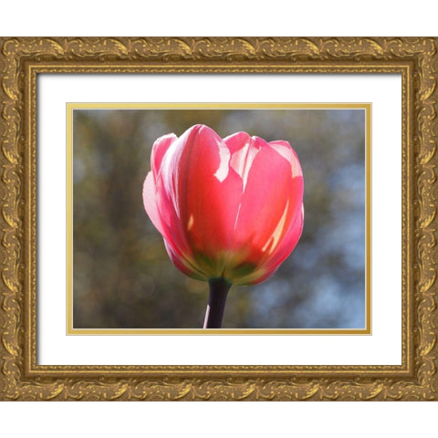 Showy Tulip Gold Ornate Wood Framed Art Print with Double Matting by Bonin, Suzanne