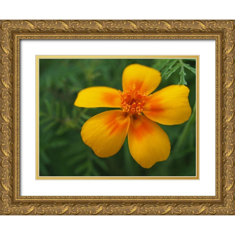 Signet Marigold Gold Ornate Wood Framed Art Print with Double Matting by Bonin, Suzanne
