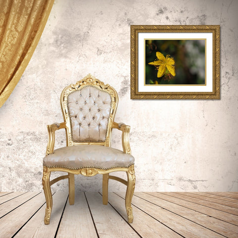 St Johns Wort Gold Ornate Wood Framed Art Print with Double Matting by Bonin, Suzanne