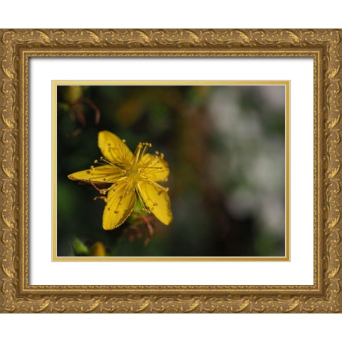 St Johns Wort Gold Ornate Wood Framed Art Print with Double Matting by Bonin, Suzanne