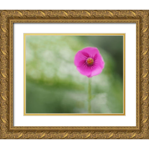 Tiny Beauty Gold Ornate Wood Framed Art Print with Double Matting by Bonin, Suzanne