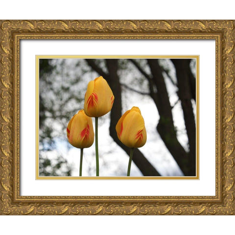 Tulip Trio Gold Ornate Wood Framed Art Print with Double Matting by Bonin, Suzanne
