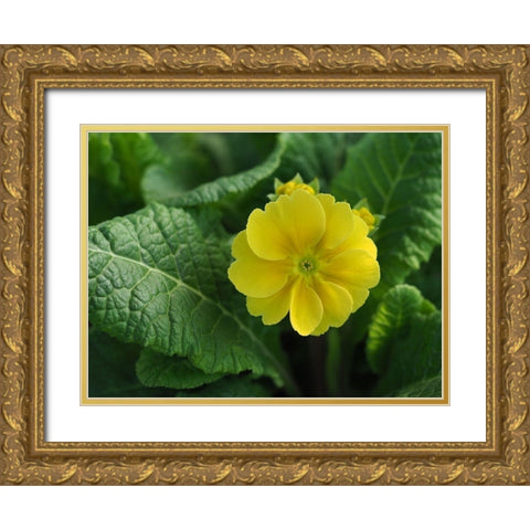 Yellow Beauty Gold Ornate Wood Framed Art Print with Double Matting by Bonin, Suzanne