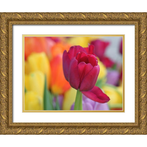 Colorful Gold Ornate Wood Framed Art Print with Double Matting by Bonin, Suzanne