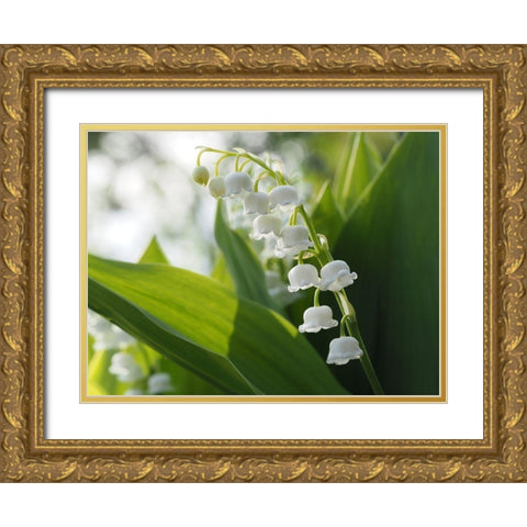 May Lilies Gold Ornate Wood Framed Art Print with Double Matting by Bonin, Suzanne