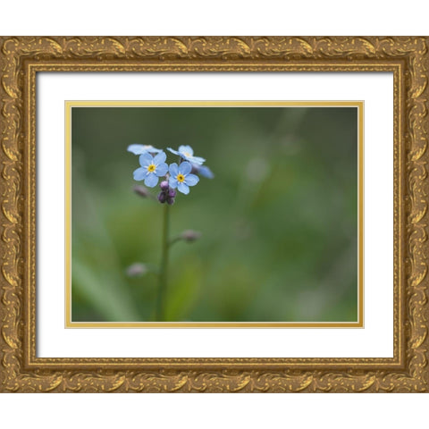Never Forget Gold Ornate Wood Framed Art Print with Double Matting by Bonin, Suzanne
