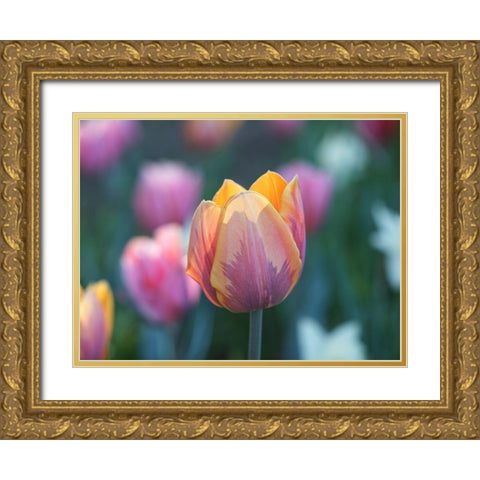 Springtime Gold Ornate Wood Framed Art Print with Double Matting by Bonin, Suzanne
