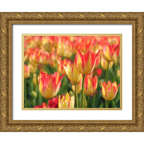 Sunny Day Gold Ornate Wood Framed Art Print with Double Matting by Bonin, Suzanne