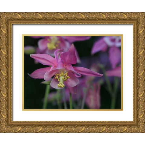 Darling Columbine Gold Ornate Wood Framed Art Print with Double Matting by Bonin, Suzanne