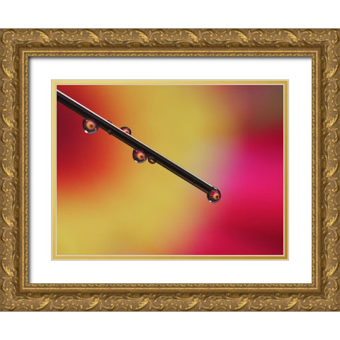 Experiment Gold Ornate Wood Framed Art Print with Double Matting by Bonin, Suzanne