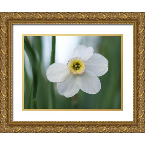 Fine Beauty Gold Ornate Wood Framed Art Print with Double Matting by Bonin, Suzanne