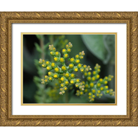 Little Stars Gold Ornate Wood Framed Art Print with Double Matting by Bonin, Suzanne