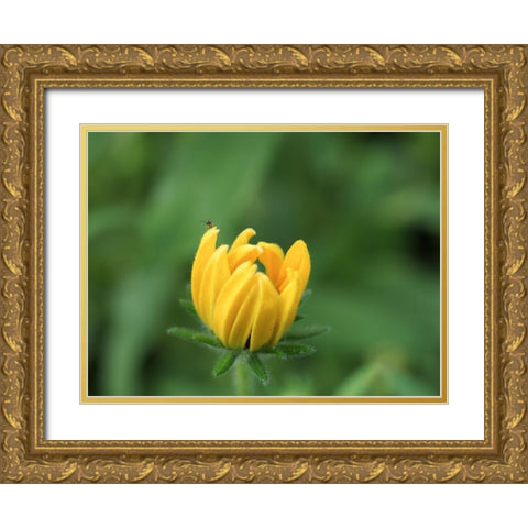 See Me Gold Ornate Wood Framed Art Print with Double Matting by Bonin, Suzanne