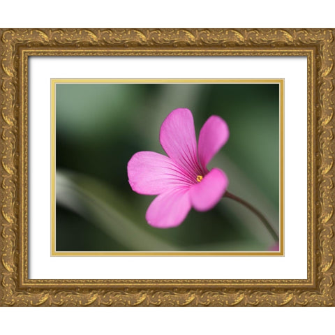 Splash Of Color Gold Ornate Wood Framed Art Print with Double Matting by Bonin, Suzanne