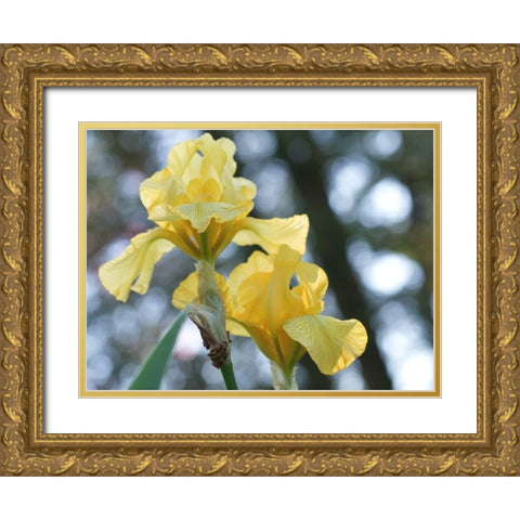 Water Flag Gold Ornate Wood Framed Art Print with Double Matting by Bonin, Suzanne