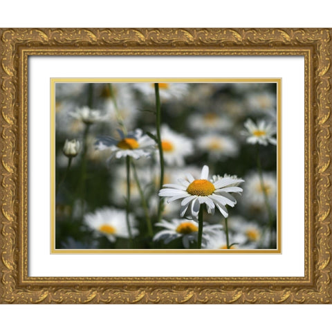 White Daisies Gold Ornate Wood Framed Art Print with Double Matting by Bonin, Suzanne
