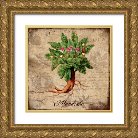 Mandrake Gold Ornate Wood Framed Art Print with Double Matting by Lavoie, Tina
