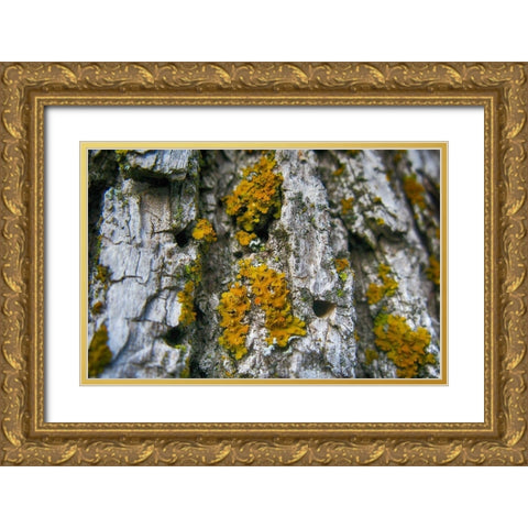 Ash Tree and Lichen Gold Ornate Wood Framed Art Print with Double Matting by Lavoie, Tina