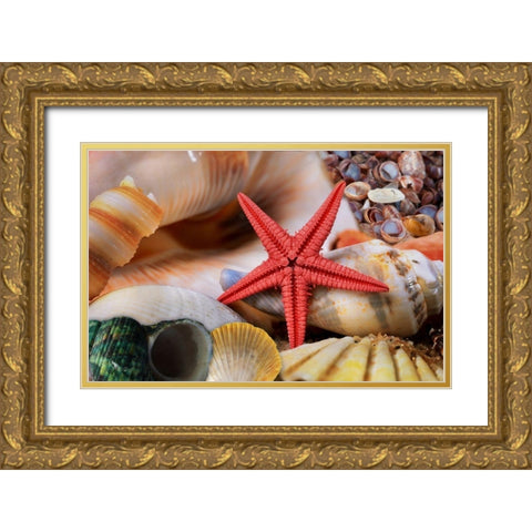 Seashells Gold Ornate Wood Framed Art Print with Double Matting by Lavoie, Tina