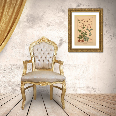 Plate 19 - Geranium Gold Ornate Wood Framed Art Print with Double Matting by Vintage Apple Collection