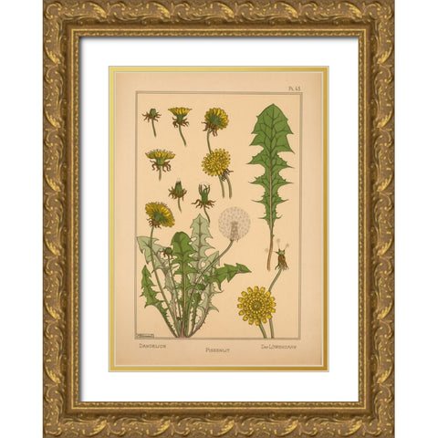 Plate 43 - Dandelion Gold Ornate Wood Framed Art Print with Double Matting by Vintage Apple Collection