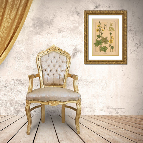 Plate 64 - Butter-cup Gold Ornate Wood Framed Art Print with Double Matting by Vintage Apple Collection